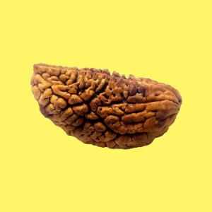 Rudraksha