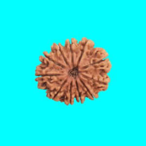 Rudraksha
