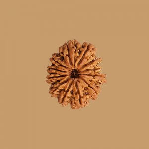 Rudraksha