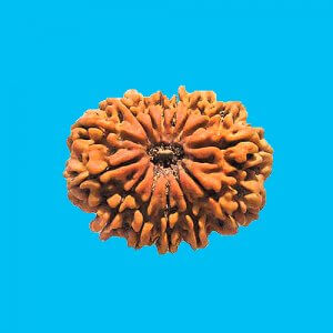 Rudraksha