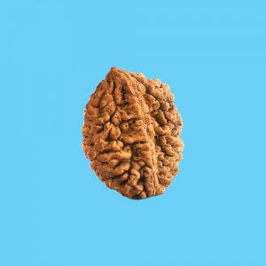 Rudraksha