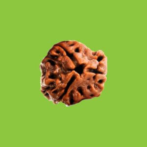 Rudraksha