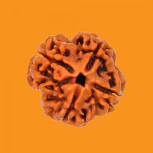 Rudraksha