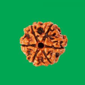 Rudraksha