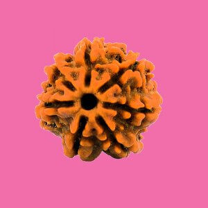 Rudraksha