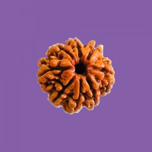 Rudraksha