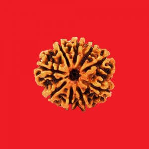 Rudraksha