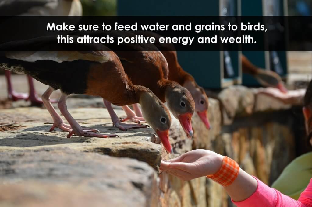 feeding birds for positivity