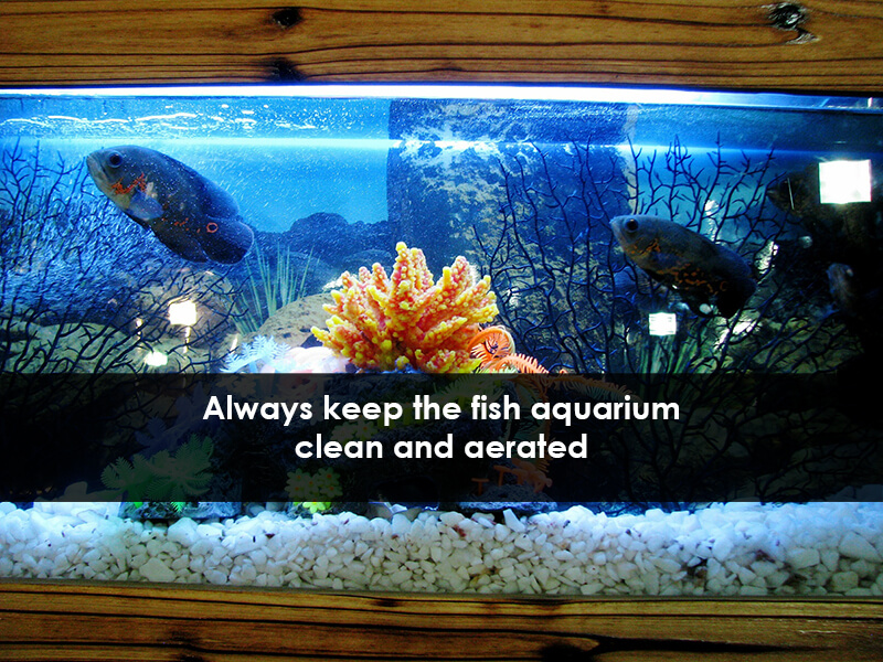 fish aquarium for money